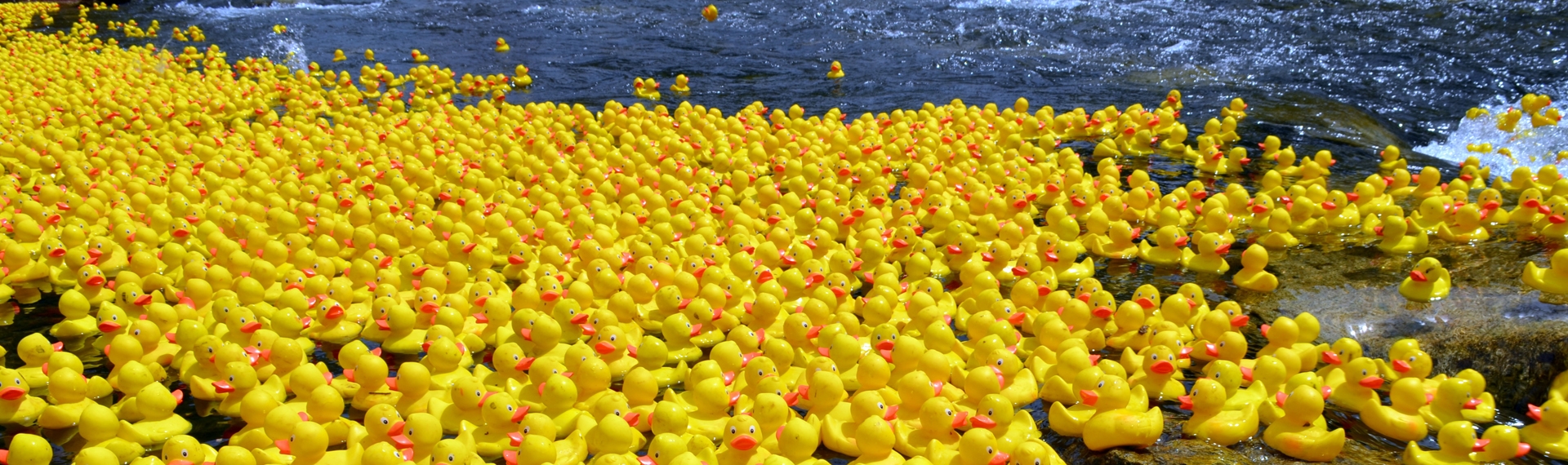 rubber duckies in water